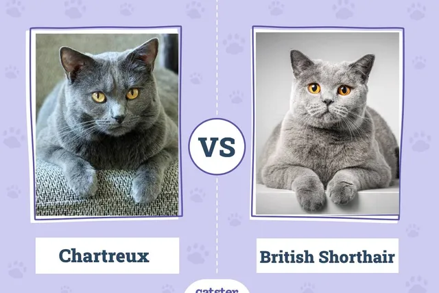 Chartreux vs. British Shorthair: The Differences (With Info & Pictures)