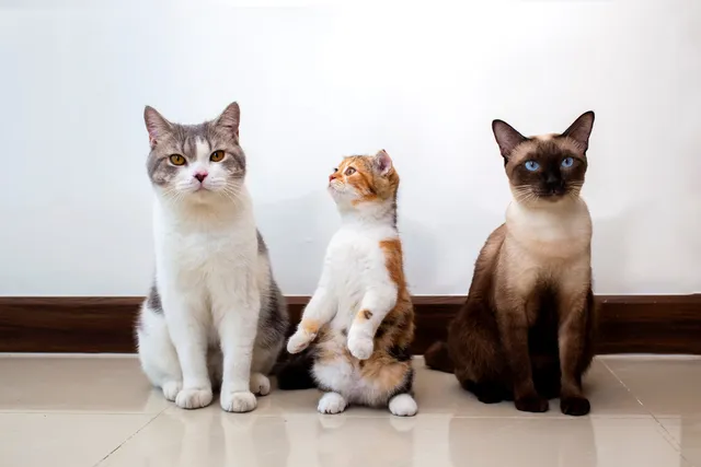How Old is My Cat? Vet-Approved Ways to Determine Age