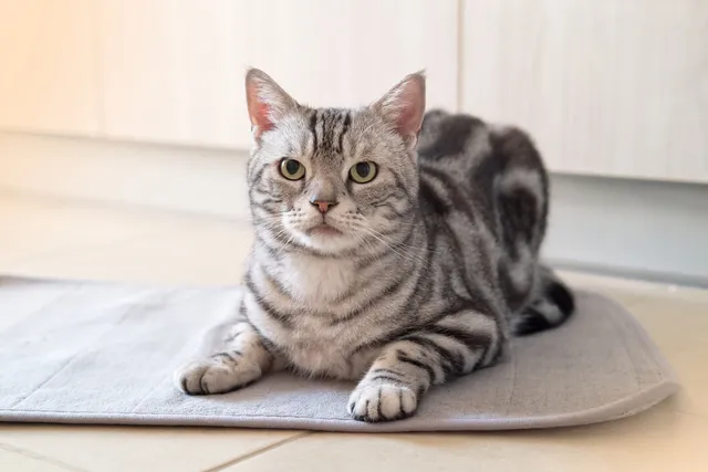 How Long Do American Shorthair Cats Live? Average Lifespan Data & Facts