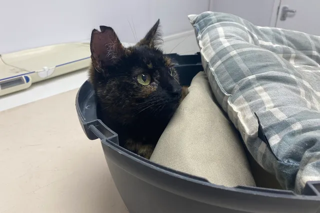 How to Make a Vet Visit Less Stressful For Your Cat: 10 Tips From Dr. Lauren