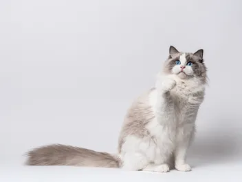 How Big Do Ragdoll Cats Get? With Comparison Infographic (Vet-Verified)