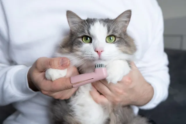 Vet-Verified Pros & Cons of Cleaning Your Cat’s Teeth (With Price Guide)