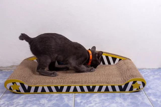 15 Easy DIY Cardboard Cat Scratcher Plans To Make Today (With Pictures)