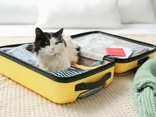 What to Pack When Traveling with Your Cat: 11 Essentials for Your List