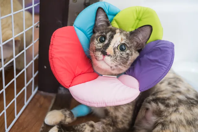 5 Vet-Approved Cat Cone Alternatives For When They Need an E-collar