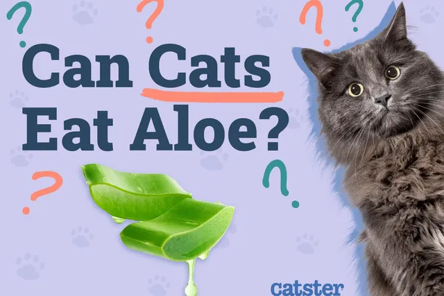 Can Cats Eat Aloe? Vet-Approved Safety Guidelines
