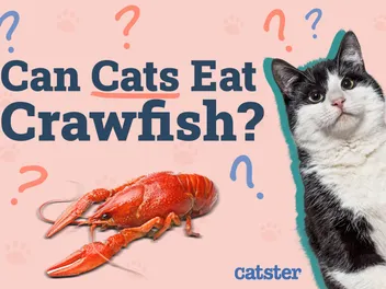Can Cats Eat Crawfish? Vet-Reviewed Risk & Benefits