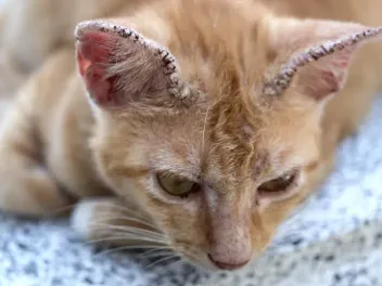 Fungal Infections in Cats: Signs, Causes, and Treatment (Vet Answer)