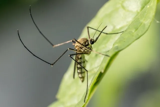 Can Cats Get Bitten by Mosquitos? Vet-Reviewed Risks & Preventions