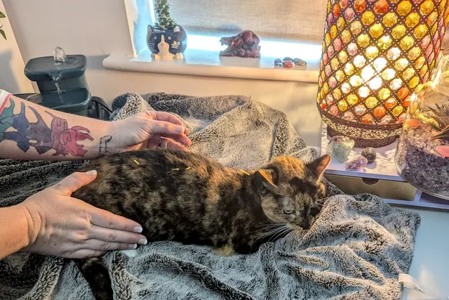 Acupuncture for Zazzles: Dr Karyn & Holistic Treatments for Cats