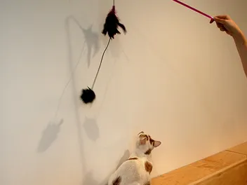 We Get a Preview of San Francisco's First Cat Cafe