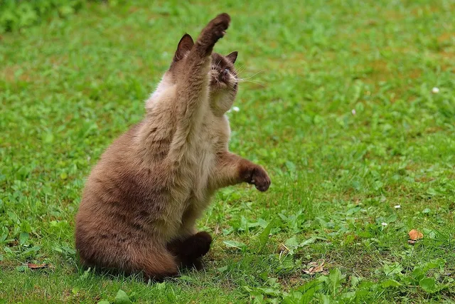 Why Do Cats Slap and Swat? 9 Vet-Reviewed Reasons & Tips