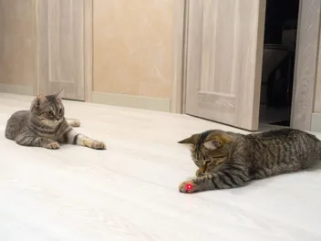 Are Laser Pointers Bad for Cats? Vet-Approved Safety Information & Tips
