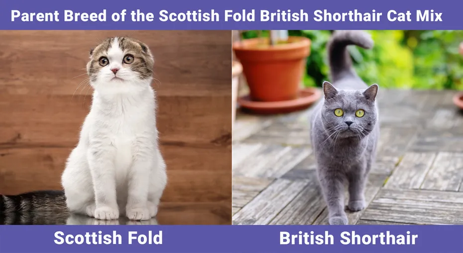 Parent Breed of the Scottish Fold British Shorthair Cat Mix