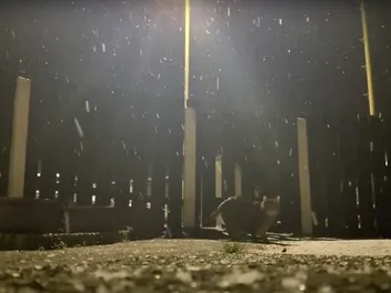 Cats and Snow: A Study in Feline Enrichment