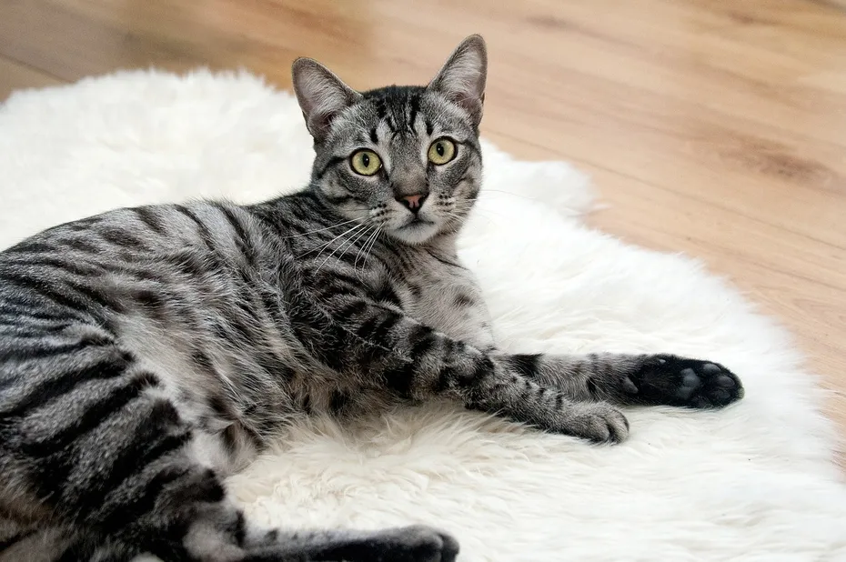 mackerel tabby laying on a fluffy rug
