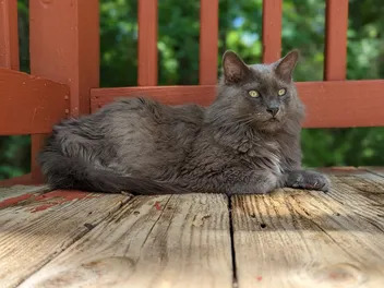 American Longhair Cat Breed: Info, Care, Pictures, & Facts