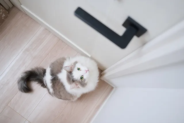 How to Keep a Cat Out of a Room: 10 Vet-Reviewed Recommendations