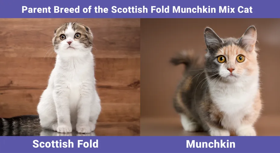 Parent Breed of the Scottish Fold Munchkin Mix Cat