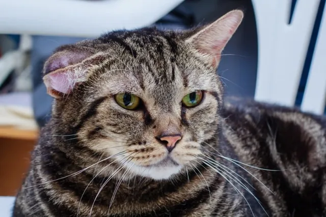 Will a Cat Ear Hematoma Go Away on Its Own? Vet-Reviewed Facts & FAQ