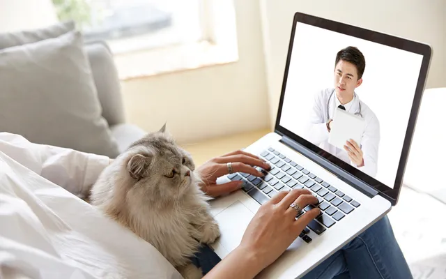 What States Allow Online Vet Prescriptions? (2026 Guide)