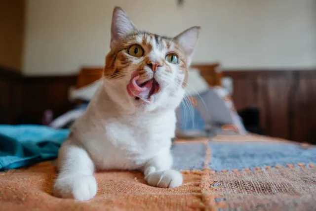 My Cat Is Smacking Their Lips, What's Wrong? Vet-Verified Reasons & Advice