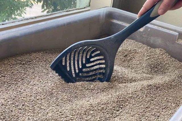 How to Dispose of Cat Litter Without Plastic Bags: 6 Vet-Verified Tips & Tricks