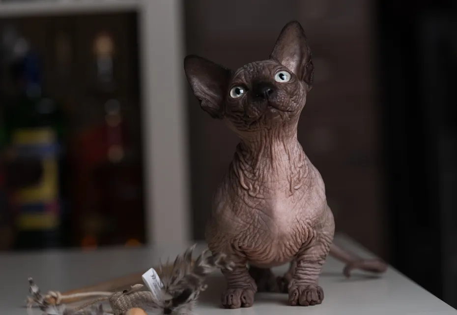 A small Bambino cat