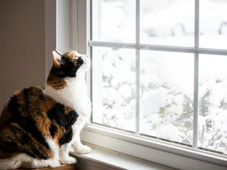Proof That Moving Cats Indoors Is Easier Than You Think
