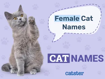 100+ Female Cat Names: The Best Names for Girl Cats