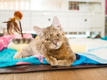 Cerebellar Hypoplasia in Cats: Our Vet Explains the Causes, Signs & Treatments