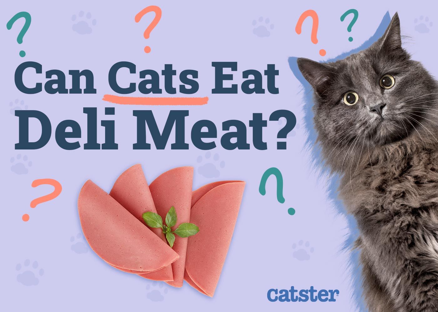 Can Cats Eat Deli Meat (Lunch Meat)