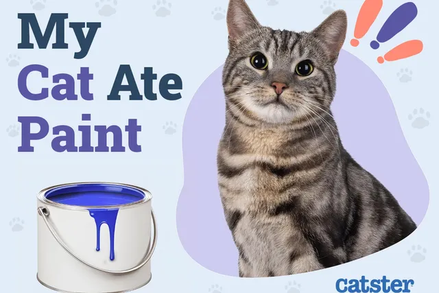 My Cat Ate Paint: What Should I Do? (Vet Answer)