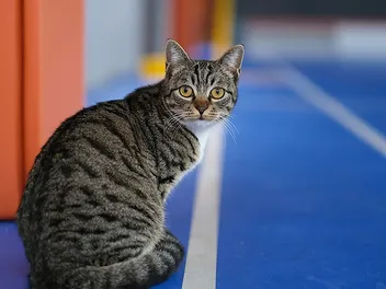 Chinese Dragon Li Cat Breed Info: Pictures, Temperament & Traits
