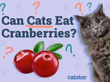Can Cats Eat Cranberries? Vet-Reviewed Facts & FAQ