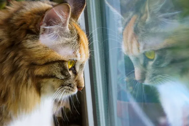 10 Ways to Entertain Your Cat While He’s Home Alone