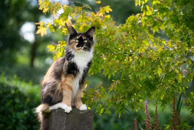 Calico Maine Coon Cat Breed: Info, Pictures, Temperament & More