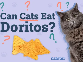 Can Cats Eat Doritos? Vet-Approved Facts & FAQ