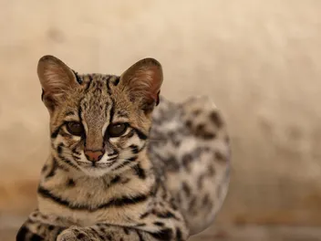 Ashera Cat Breed: Info, Pictures, Traits, Facts & More