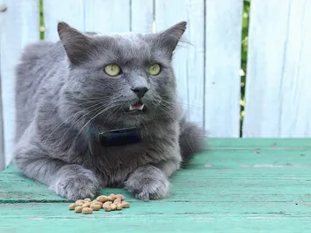 6 Best Cat Foods for Outdoor Cats in 2026 - Reviews & Top Picks