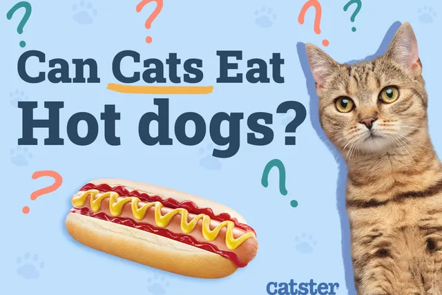 Can Cats Eat Hot Dogs? Vet-Reviewed Nutrition Facts & FAQ