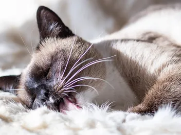 Why Does My Cat Lick My Blanket? 7 Vet-Verified Reasons for This Behavior