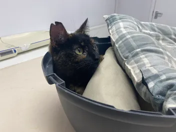 How to Make a Vet Visit Less Stressful For Your Cat: 10 Tips From Dr. Lauren