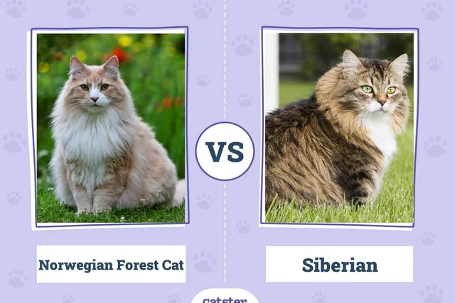 Norwegian Forest Cat vs Siberian Cat: What’s the Difference (With Pictures)