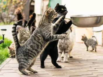 Cage-Free Cat Shelters: Are They a Good Thing? (Vet-Approved)