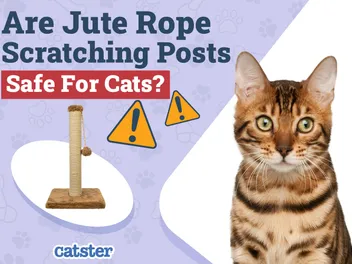 Are Jute Rope Scratching Posts Safe for Cats? (Common Materials Explained)