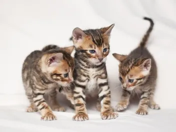 How to Tell Your Cat's Age in Human Years (With Chart, Vet-Reviewed)