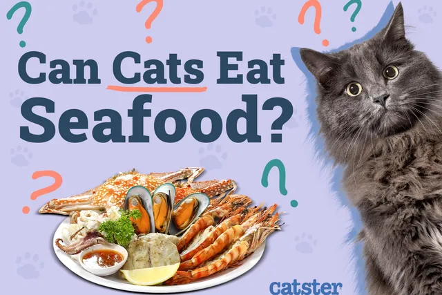 Can Cats Eat Seafood? Vet Approved Facts & Health Guidelines
