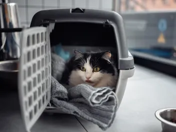 Moving With an Outdoor Cat: 12 Vet-Approved Tips to Consider