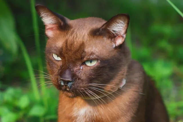 Why Is My Cat's Nose Running? Our Vet Explains 12 Possible Reasons
